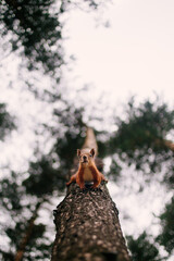 Fototapeta na wymiar Funny curious squirrel climbing down the pine tree trunk and looking at the camera. Vertical orientation.