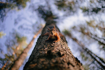 Cute curious squirrel climbing down the pine tree trunk and looking at the camera as if smiling slightly.