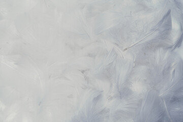 White  soft feathers background.