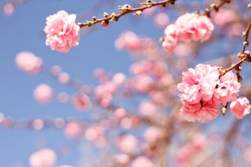 pink flowers in spring