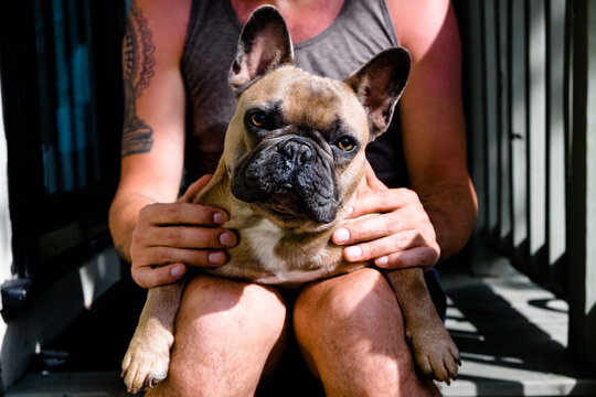 brown french bulldog sitting in man's lap outside