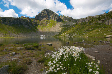Naklejka na ściany i meble View of Bombasel lake with wild flowers in Trentino Alto-Adige, Italy