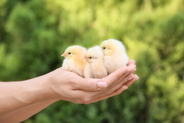 Woman with cute chicks outdoors