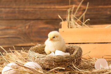 Cute little chick in nest on the farm