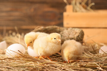 Cute little chicks on the farm