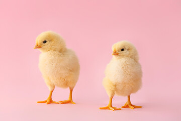 Cute little chicks on color background