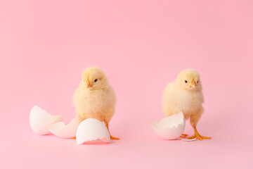Cute hatched chicks on color background