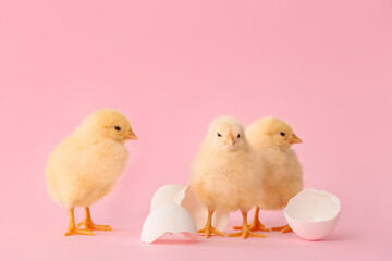 Cute hatched chicks on color background