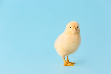 Cute little chick on color background