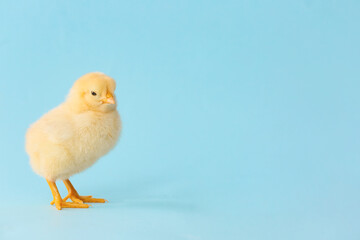 Cute little chick on color background