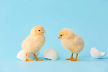 Cute hatched chicks on color background