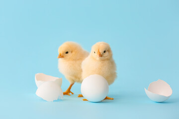Cute hatched chicks on color background