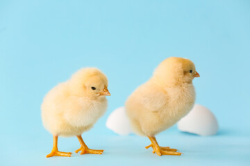 Cute hatched chicks on color background