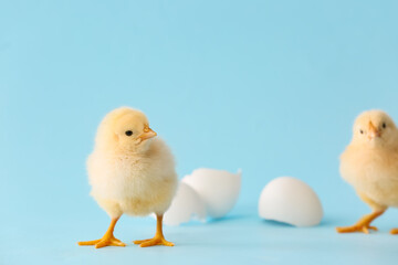 Cute hatched chicks on color background