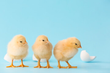 Cute hatched chicks on color background