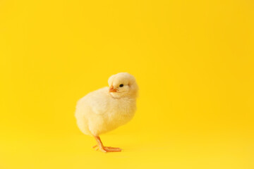 Cute little chick on color background