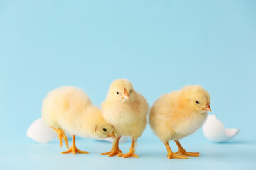 Cute hatched chicks on color background