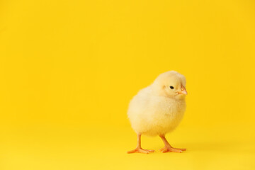 Cute little chick on color background