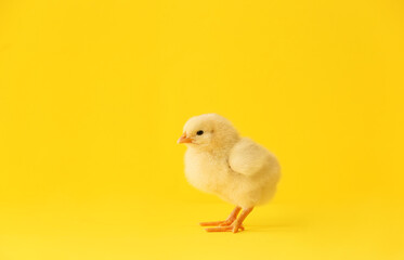 Cute little chick on color background