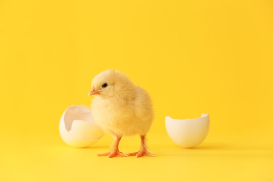 Cute hatched chick on color background