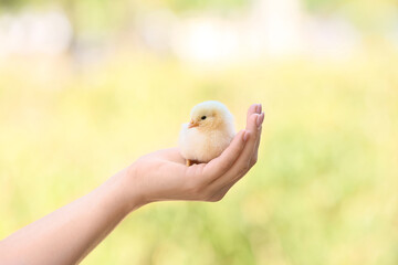 Woman with cute chick outdoors © Pixel-Shot
