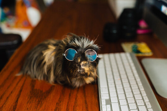 Peruvian Guinea Pig At Computer