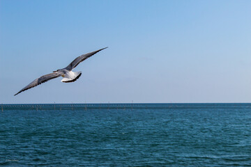 Fototapeta na wymiar Bulgarian seagull.