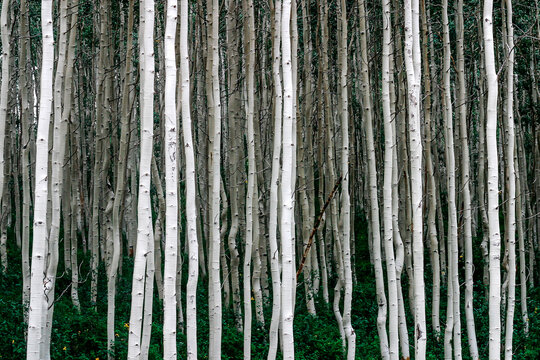 Birch Forest In Park City, Utah