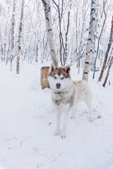 Fototapeta na wymiar a wonderful light gray husky dog plays in the white snow and enjoys the winter and frost in the north and waits for a ride in a harness