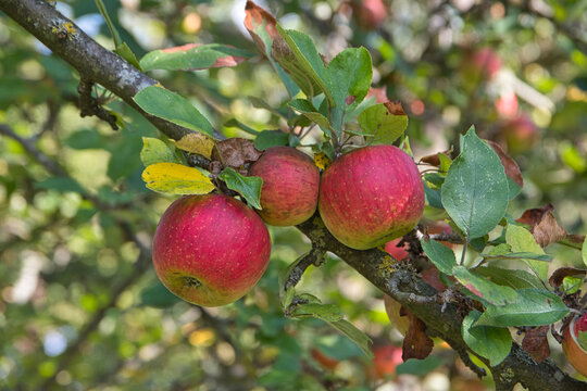 Äpfelbäum im Herbst im Elsass