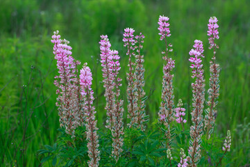 flowerses lupines on field