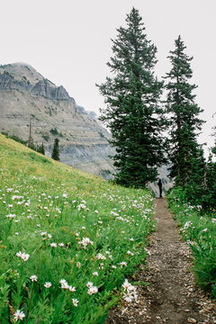 Hiking Trail in Wasatch Mountain Range