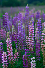 flowerses lupines on field
