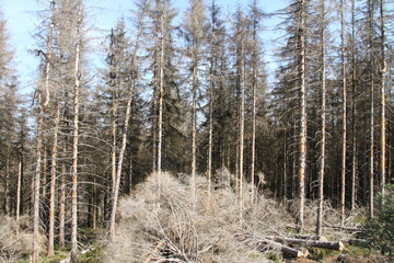 Forest dying on the Brocken in the Harz Germany