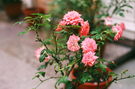 Pink roses in a pot