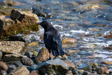 A picture of a crow resting on the rock.   Vancouver BC Canada
