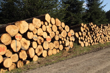 a freshly felled wooden pile in the forest