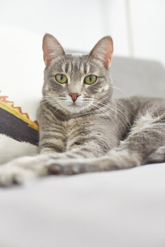 Tabby cat