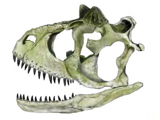 Fototapeta premium 恐竜 カルノタウルス 白亜紀後期の現在の南米大陸に生息した大型獣脚類。肉食で学名カルノタウルスの意味は肉を食べる牛。同じく大型で肉食の北米大陸にに君臨したティラノサウルスと異なり、骨格の構造が軽量化されている。前肢はティラノサウルスよりさらに短いが4本指であった。イラストのように特徴的な頭蓋骨もティラノサウルスのような重厚さはないが、大型獣脚類の中では最も速く走ることができた。
