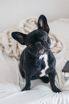 Cute french bulldog with blancket on the bed