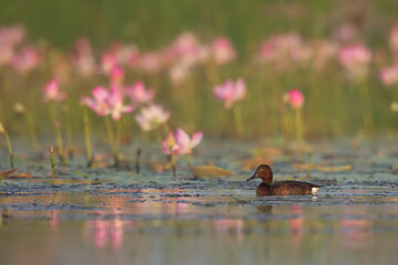 Ferruginous duck with lotus flowers 