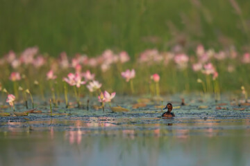 Ferruginous duck with lotus flowers 