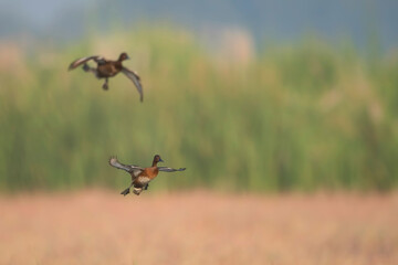 Ferruginous duck landing in wetland