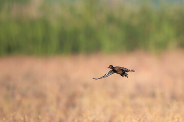 Ferruginous duck landing in wetland