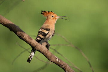 Hoopoe bird on perch