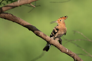 Hoopoe bird on perch