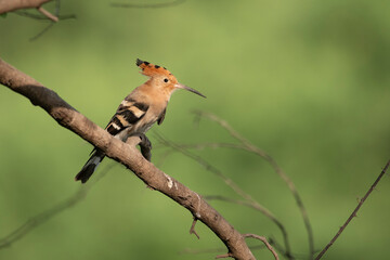 Hoopoe bird on perch