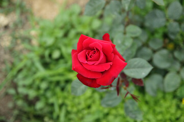 A blooming red garden rose.