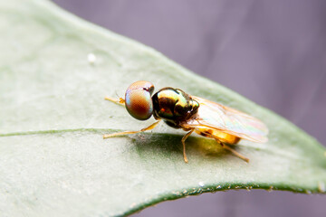 The Flies with red eyes and green body are on the leaves in the morning. Close up of the small green flies stick on the green leaf.