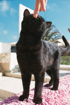 Black Cat ejoying pat on the face